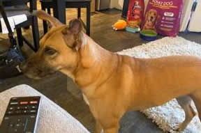 A dog standing on a carpet Description automatically generated with low confidence